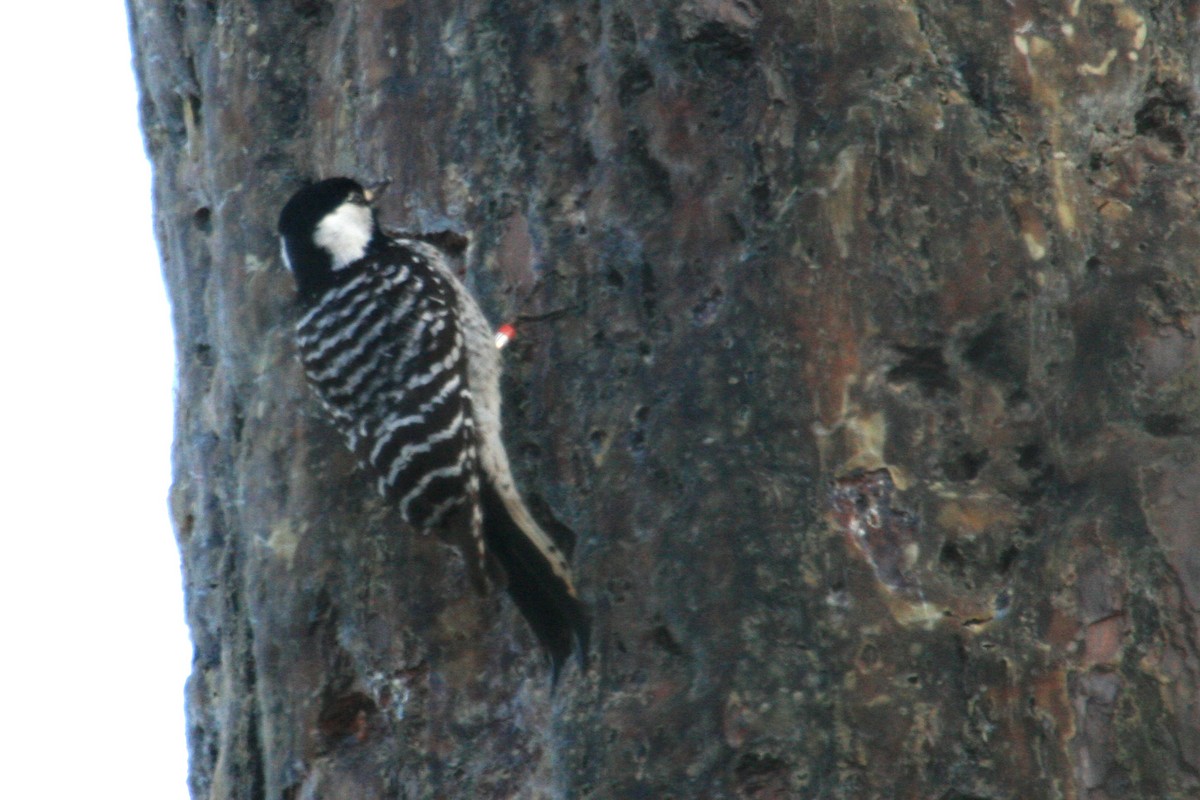 Red-cockaded Woodpecker - ML620618390