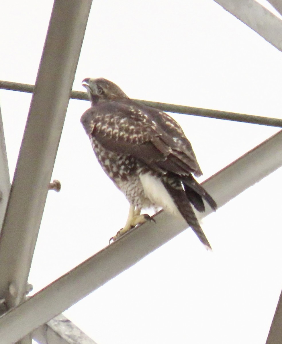 Red-tailed Hawk - ML620618392