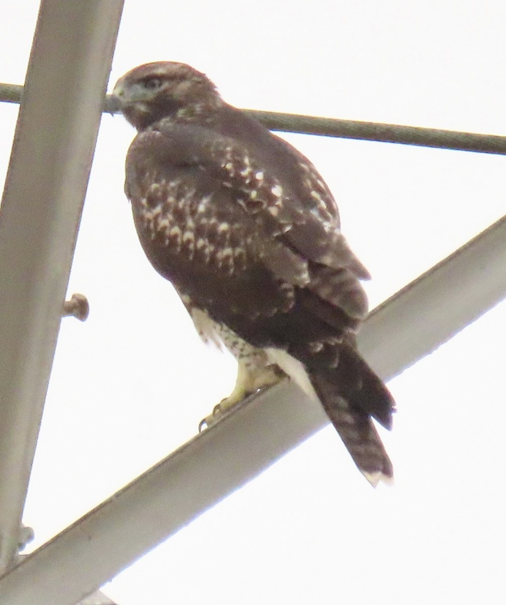 Red-tailed Hawk - ML620618393