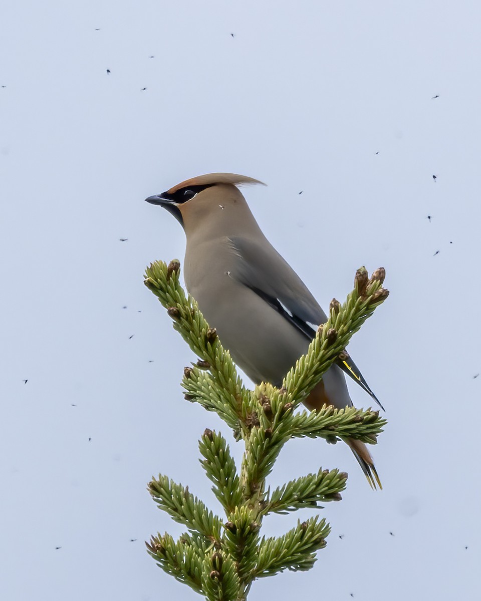 Bohemian Waxwing - ML620618394