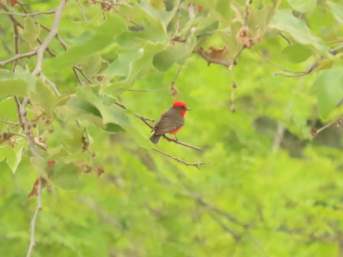 Vermilion Flycatcher - ML620618398