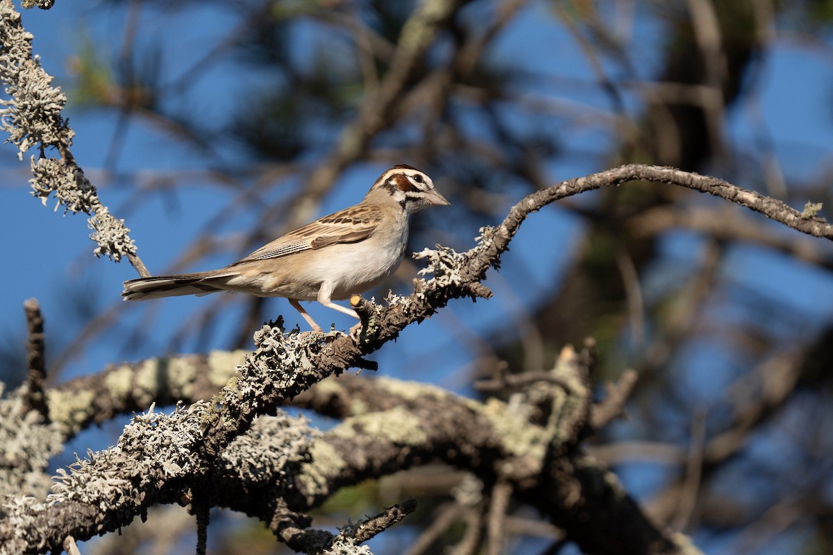 Lark Sparrow - ML620618401