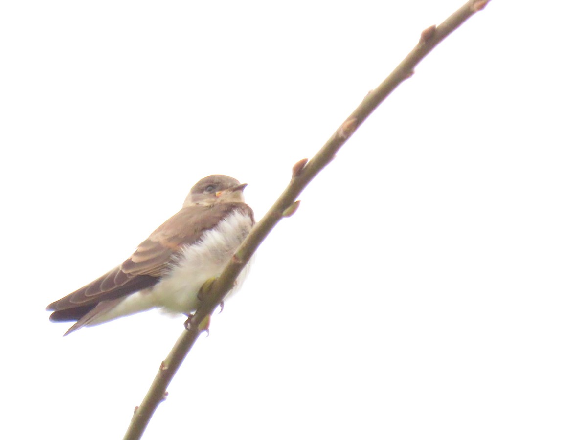 Northern Rough-winged Swallow - ML620618402