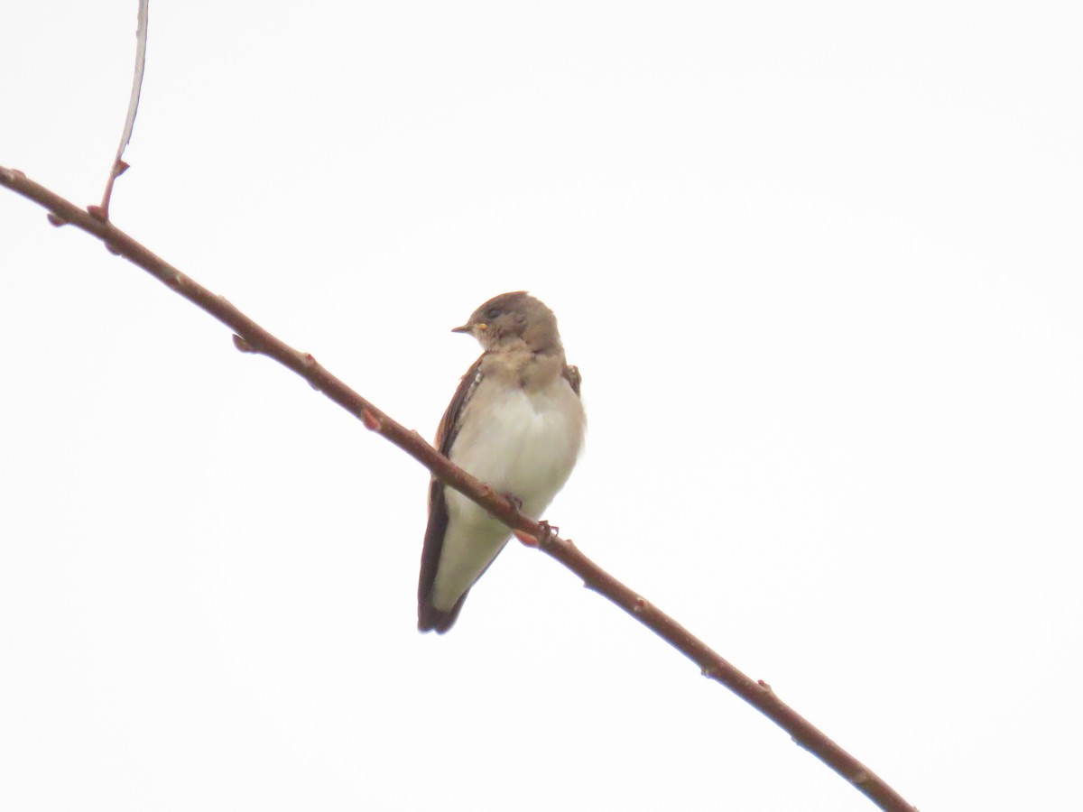 Northern Rough-winged Swallow - ML620618403