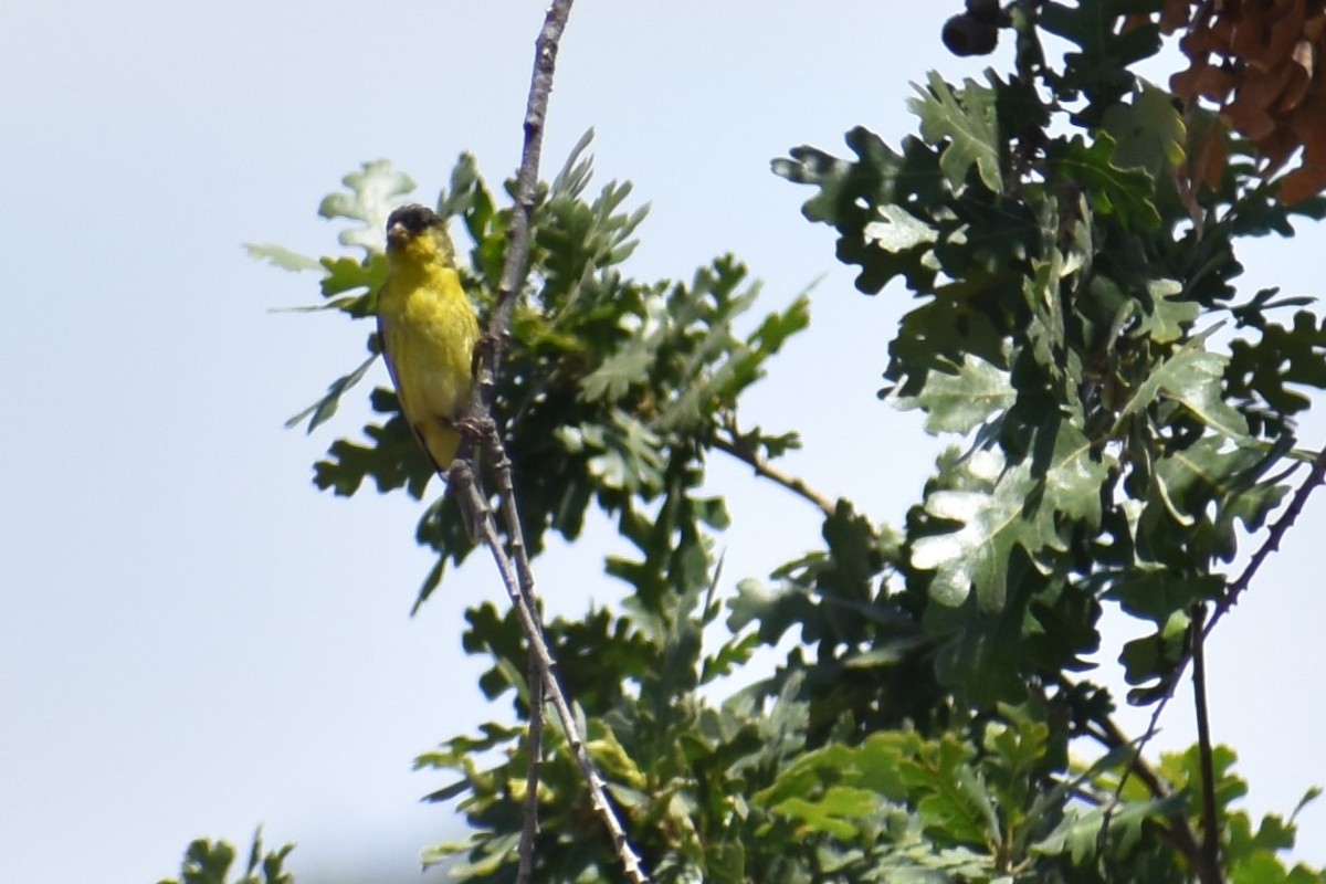 Lesser Goldfinch - ML620618405