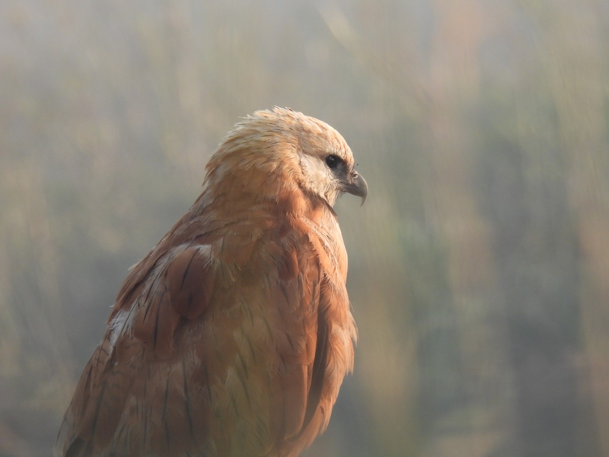 Black-collared Hawk - ML620618407