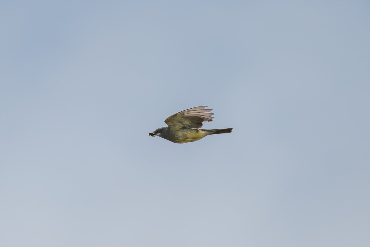 Cassin's Kingbird - Ruslan Balagansky