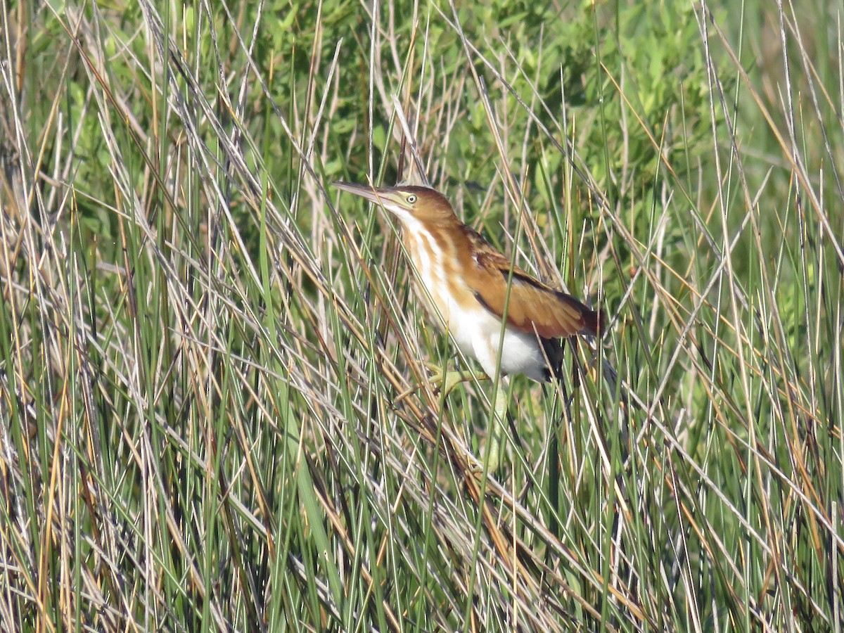 Least Bittern - ML620618413