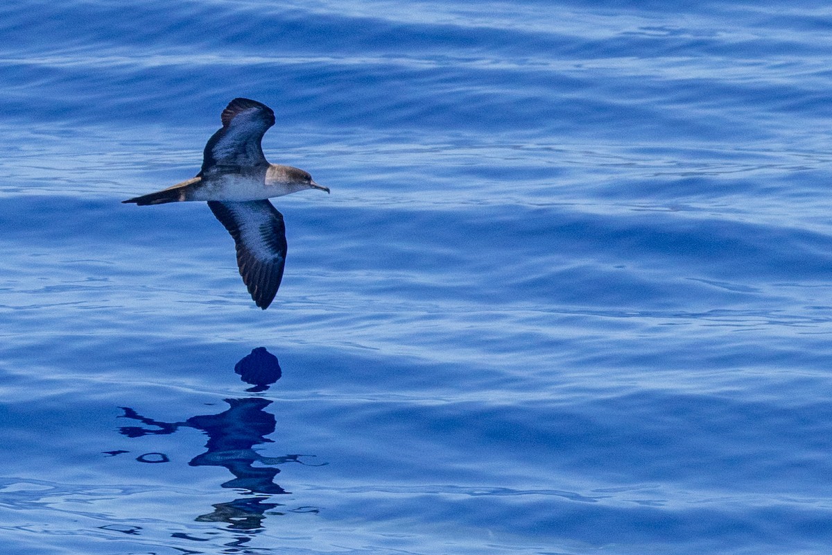 Wedge-tailed Shearwater - ML620618415