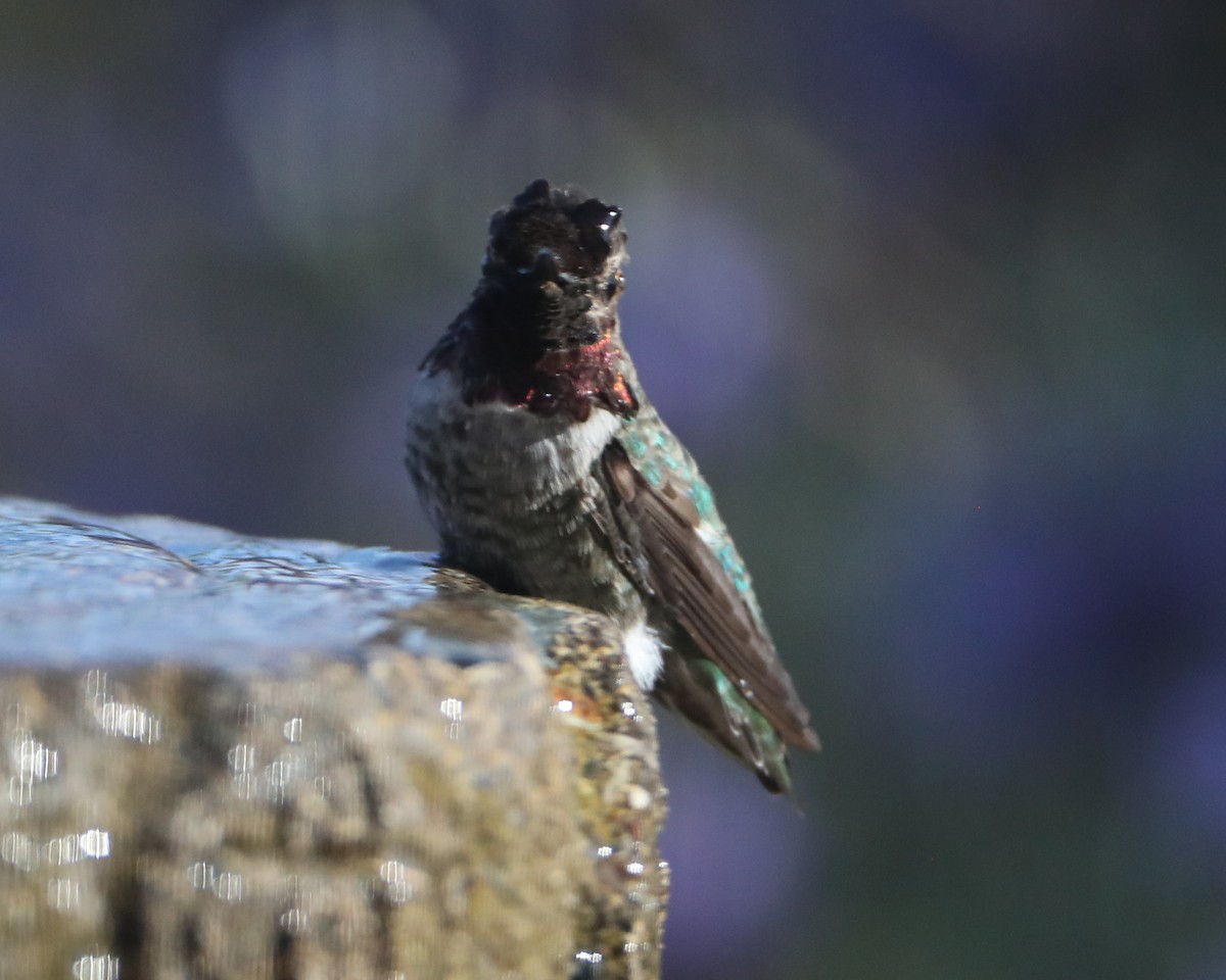 rødmaskekolibri - ML620618418