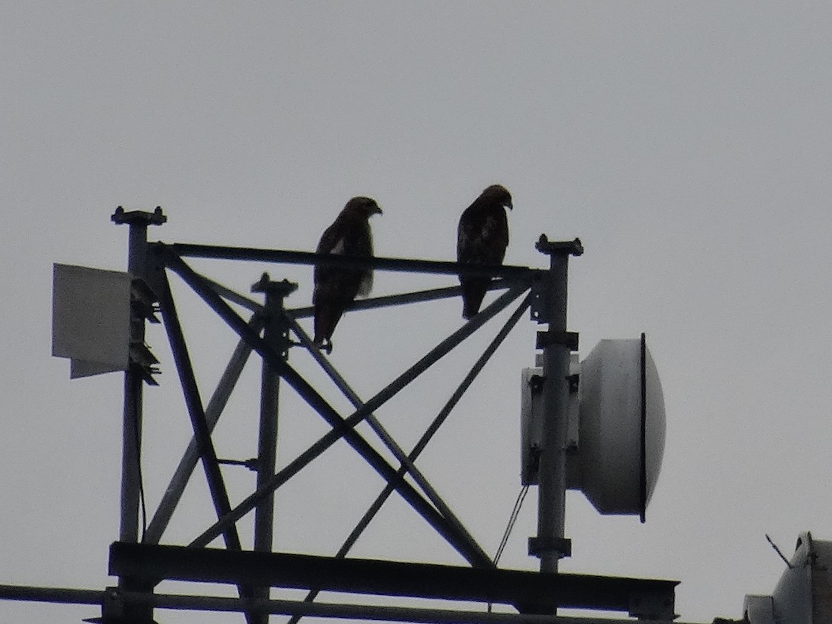 Red-tailed Hawk (borealis) - ML620618419