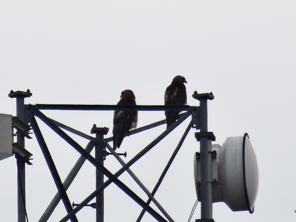 Red-tailed Hawk (borealis) - ML620618420