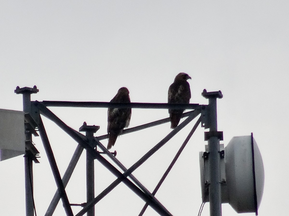 Red-tailed Hawk (borealis) - ML620618421