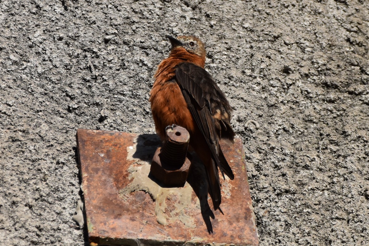 Cliff Flycatcher - ML620618422