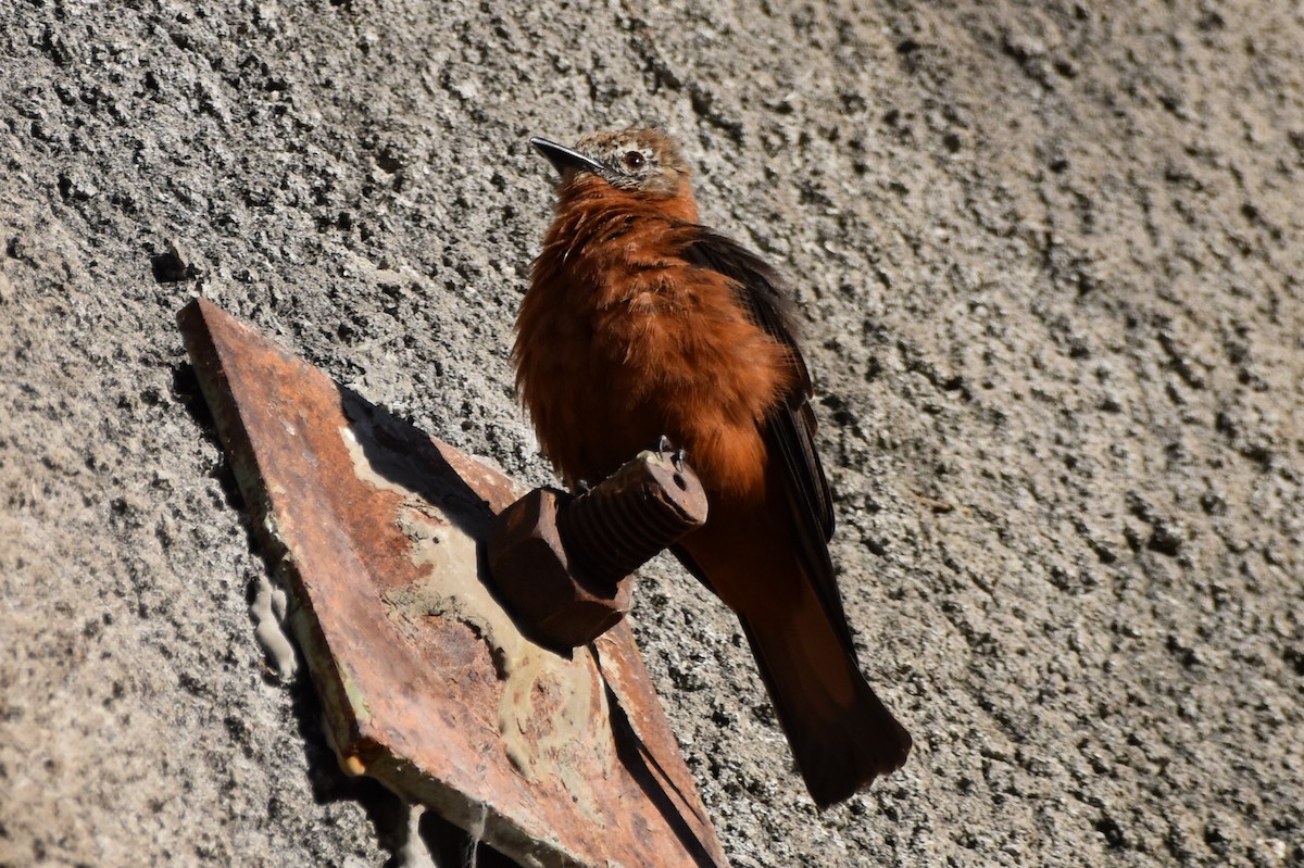 Cliff Flycatcher - ML620618423