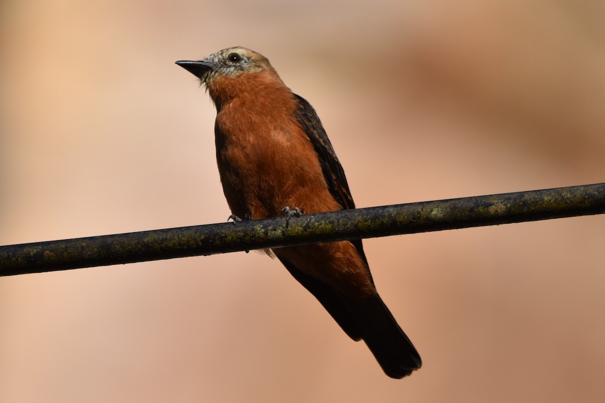 Cliff Flycatcher - ML620618424