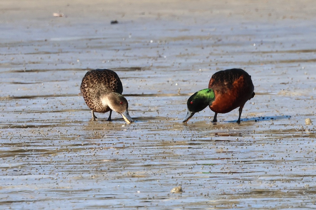 Chestnut Teal - ML620618426