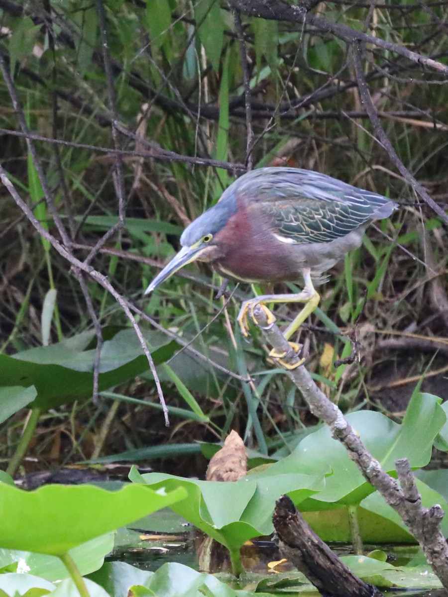 Green Heron - ML620618430