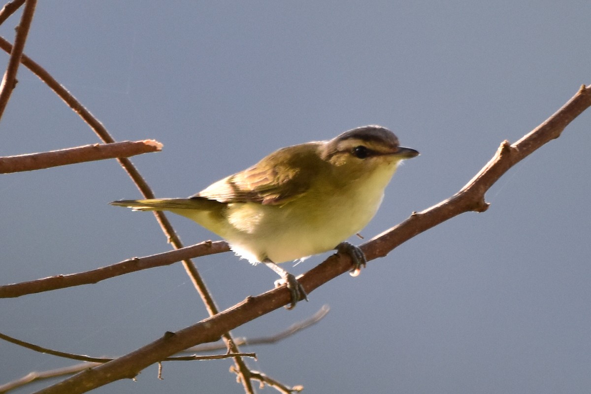 brunøyevireo - ML620618432