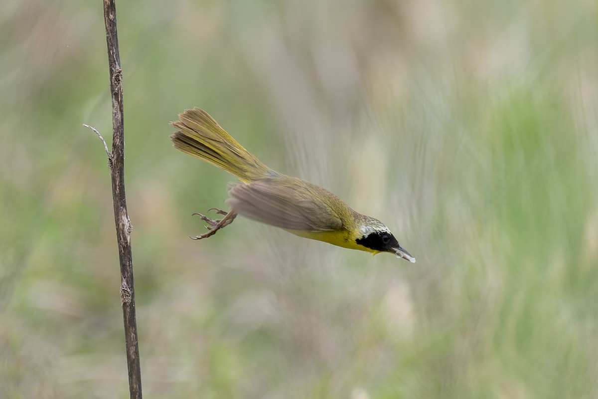 Common Yellowthroat - ML620618433