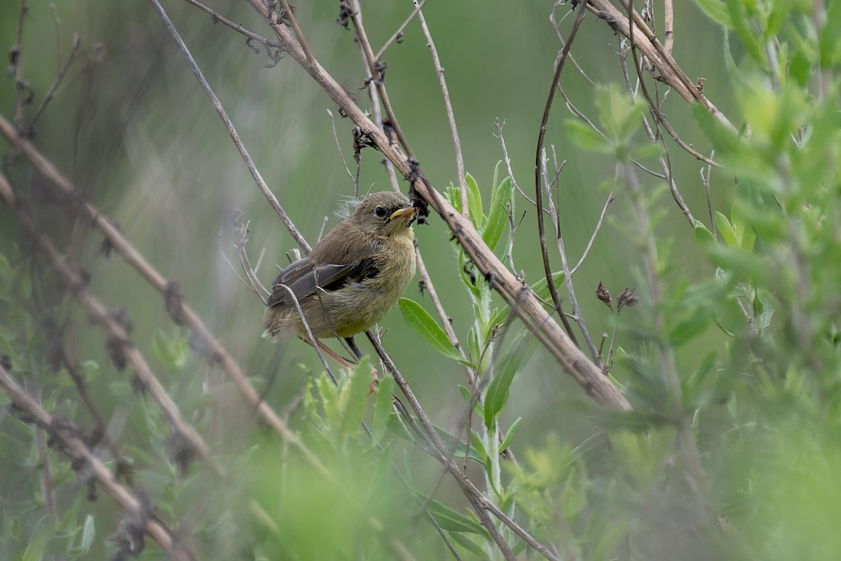 Common Yellowthroat - ML620618435