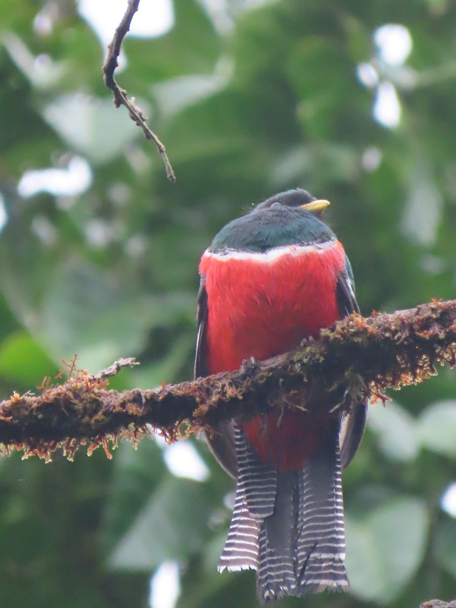 Collared Trogon - ML620618437