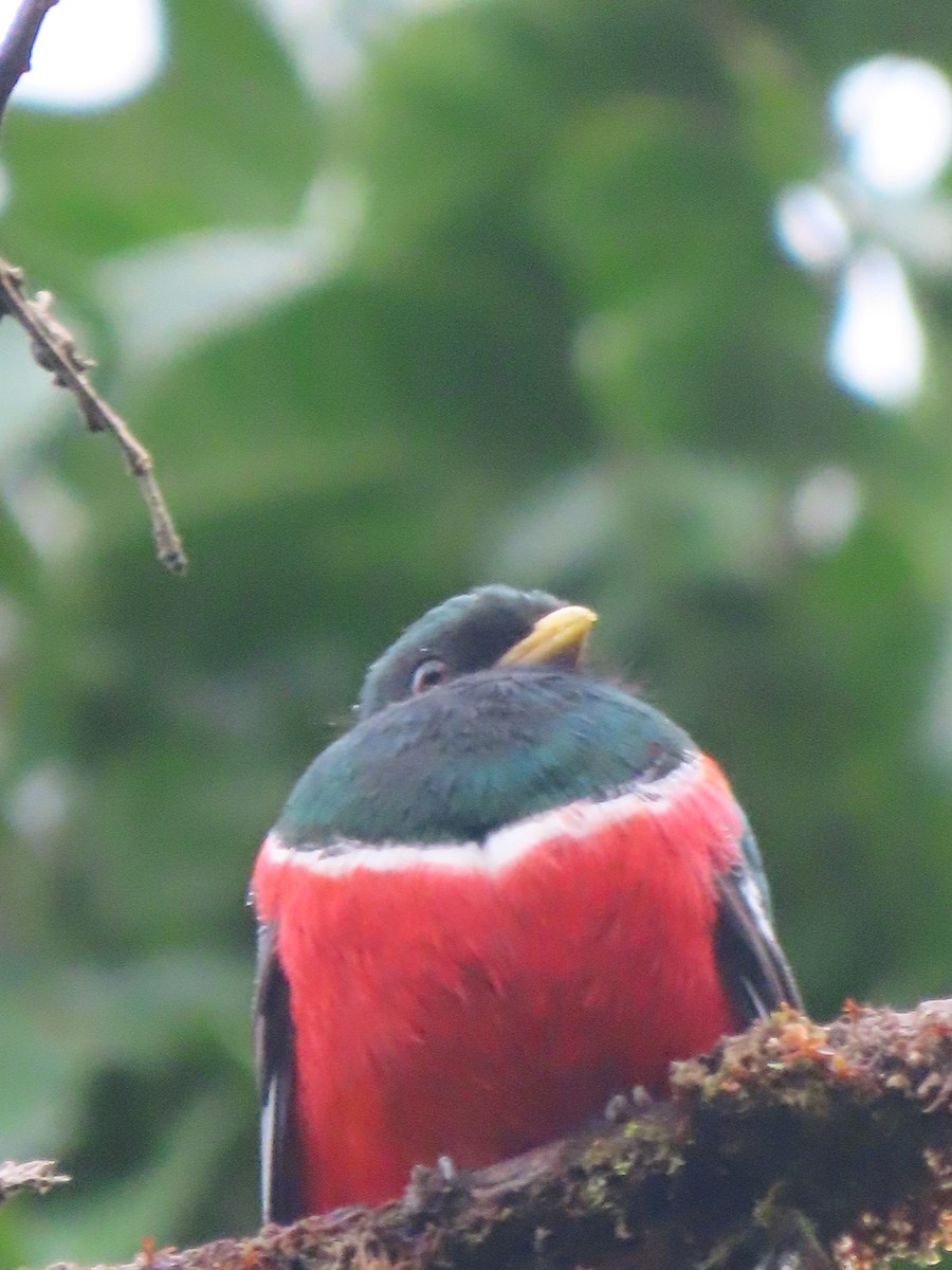 Collared Trogon - ML620618438