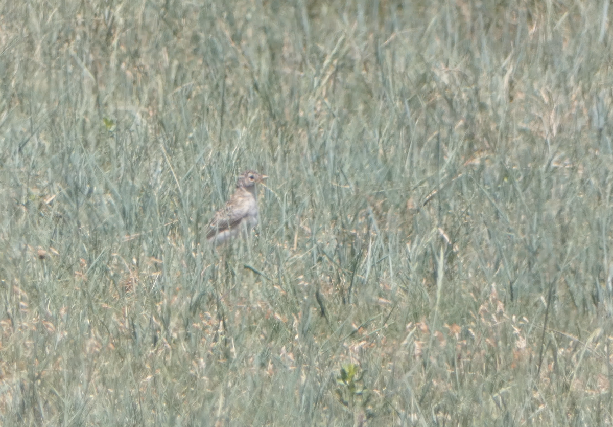 Horned Lark - ML620618448