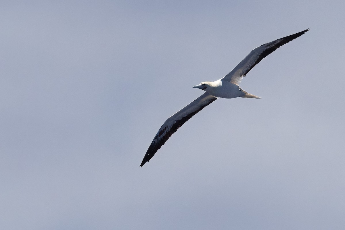 Red-footed Booby - ML620618450