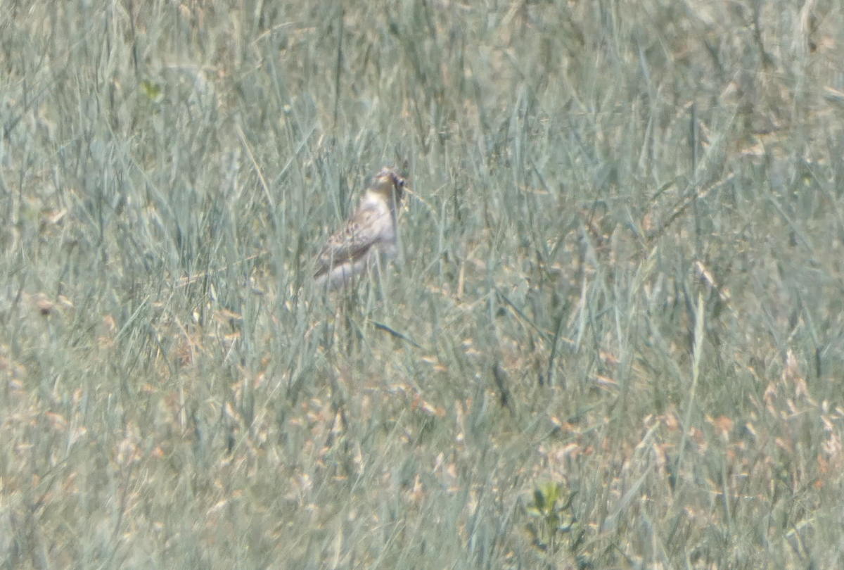 Horned Lark - ML620618452