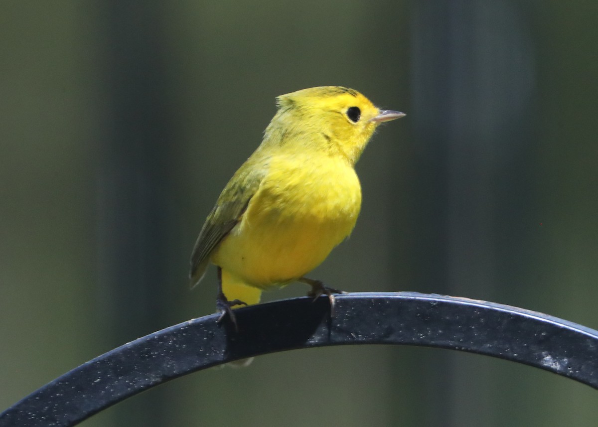 Wilson's Warbler - ML620618454