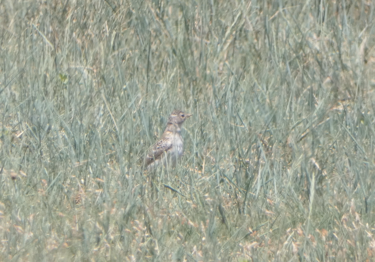 Horned Lark - ML620618458