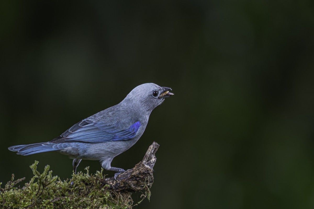 Blue-gray Tanager - ML620618459