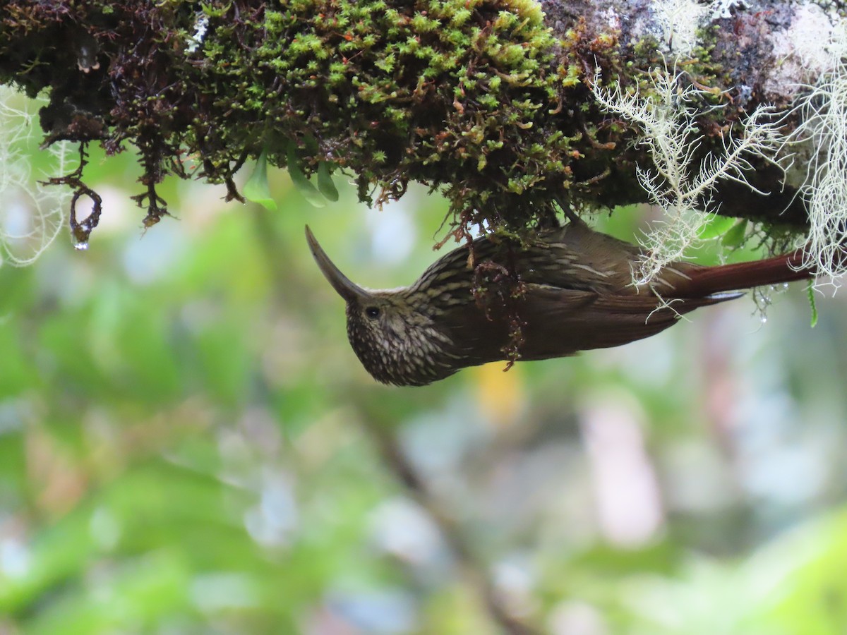 Spot-crowned Woodcreeper - ML620618460