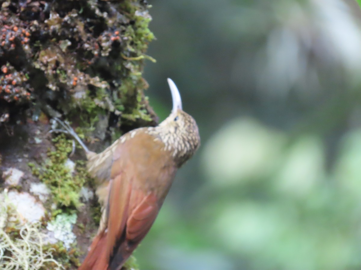 Spot-crowned Woodcreeper - ML620618461