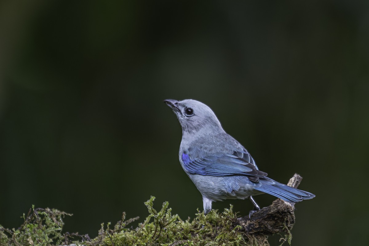 Blue-gray Tanager - ML620618463