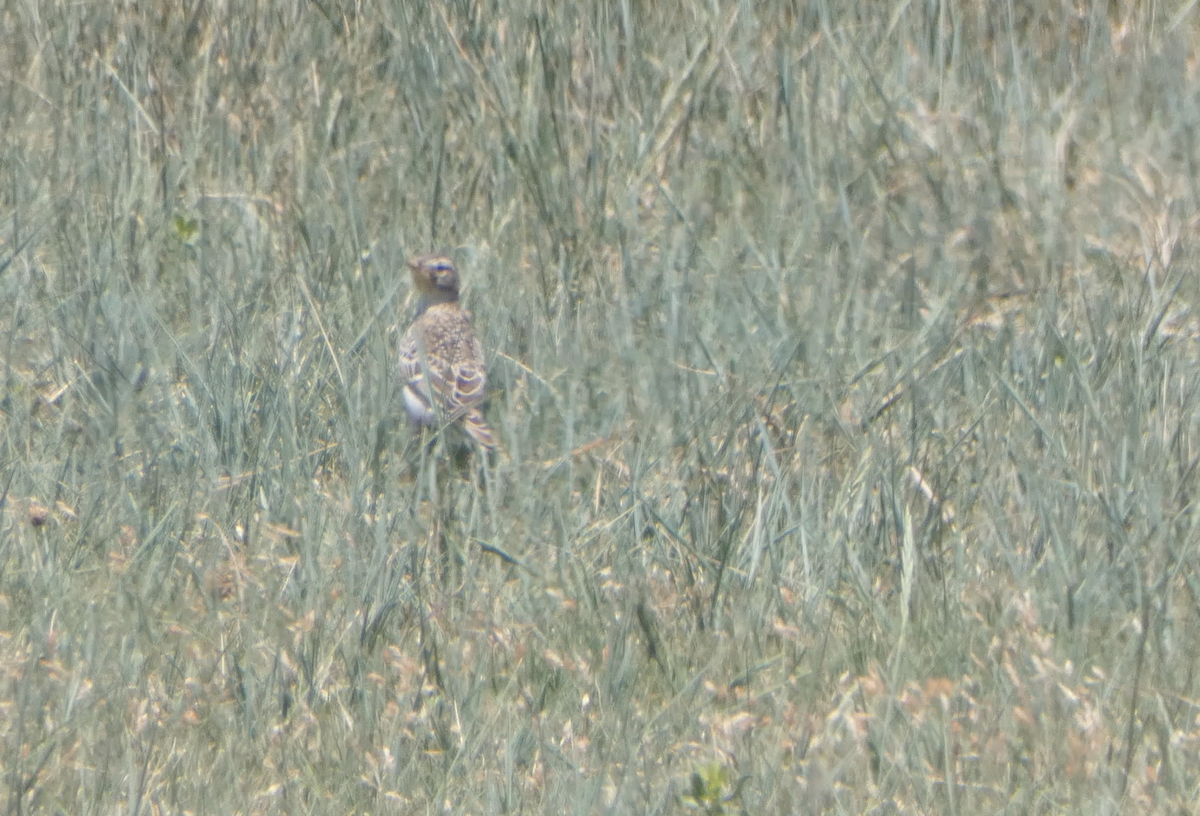 Horned Lark - ML620618467