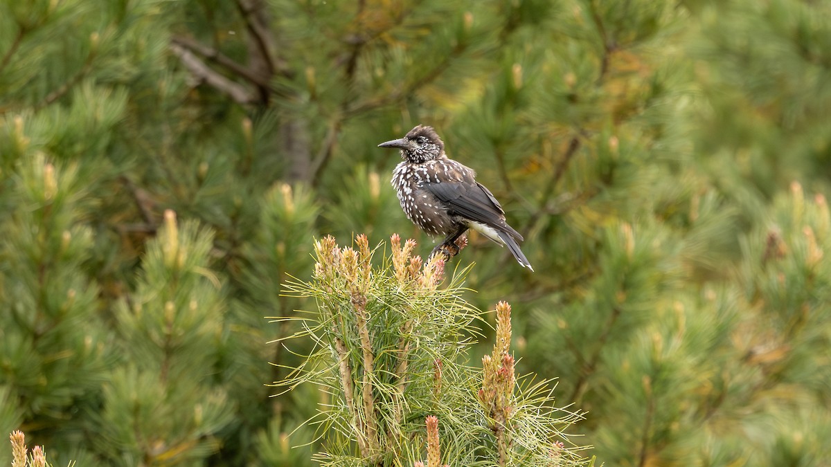 Eurasian Nutcracker - Guy de Bruyn