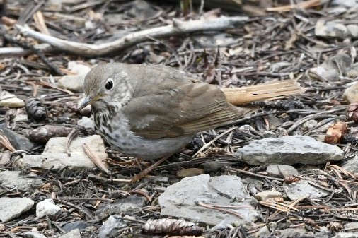 Hermit Thrush - Graham Sorrie