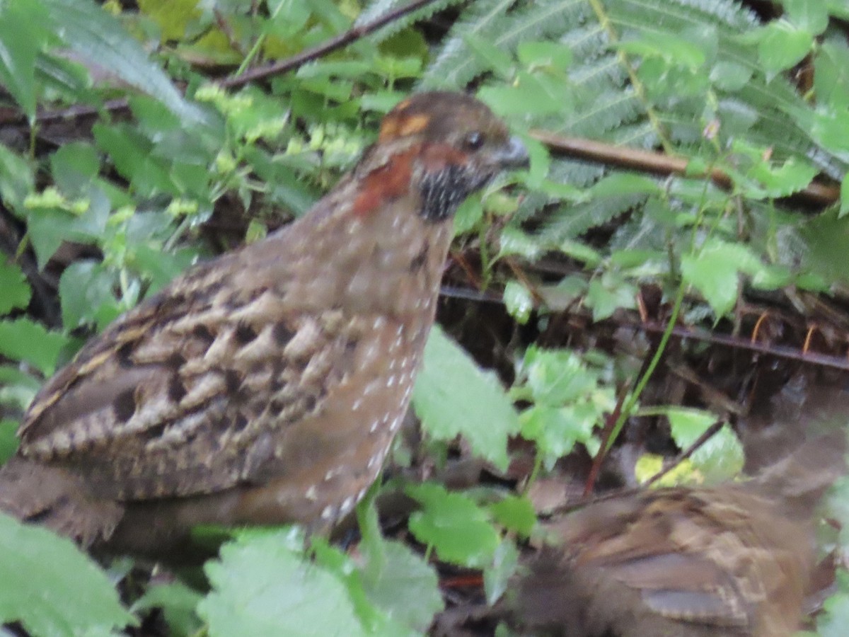 Spotted Wood-Quail - ML620618482