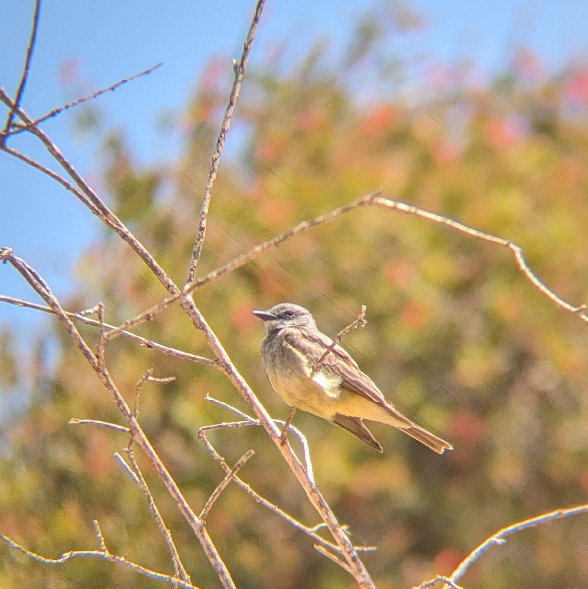 Cassin's Kingbird - ML620618485