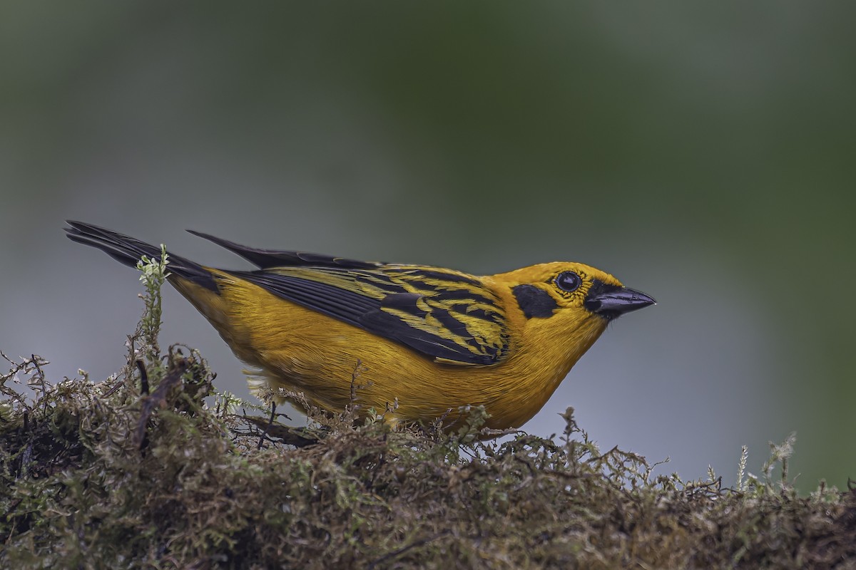 Golden Tanager - George Roussey