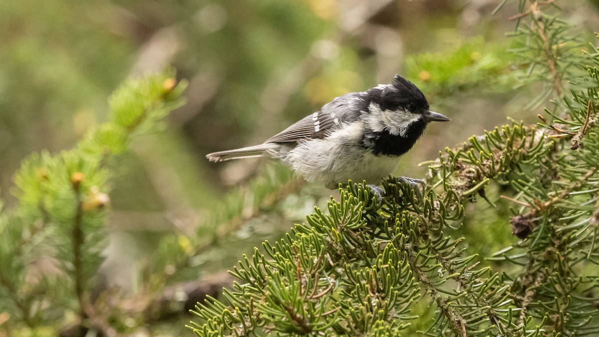 Coal Tit - ML620618487