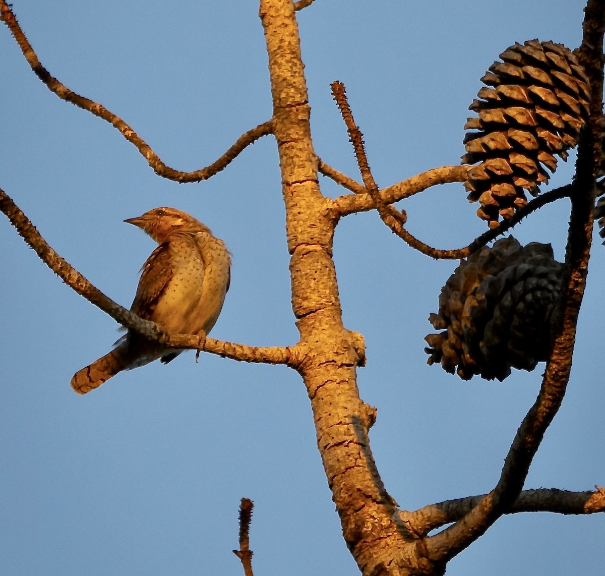 Eurasian Wryneck - ML620618488