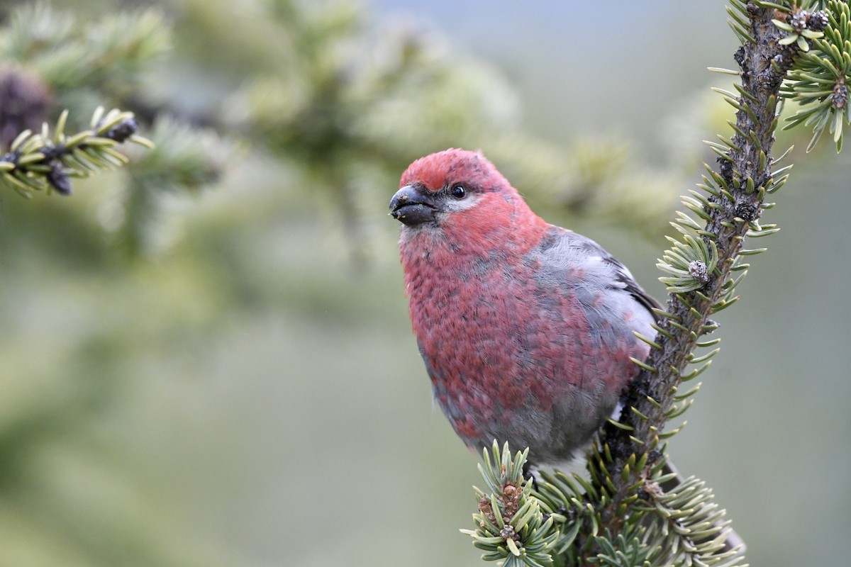 Pine Grosbeak - ML620618489