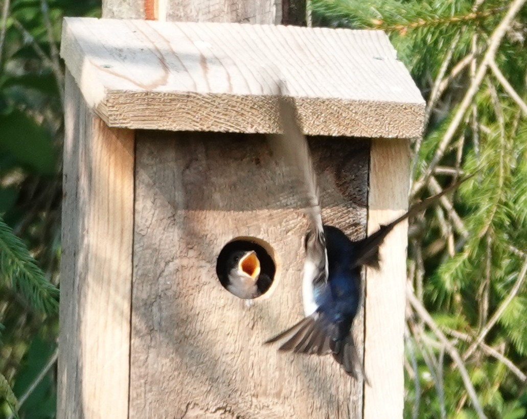 Tree Swallow - ML620618492