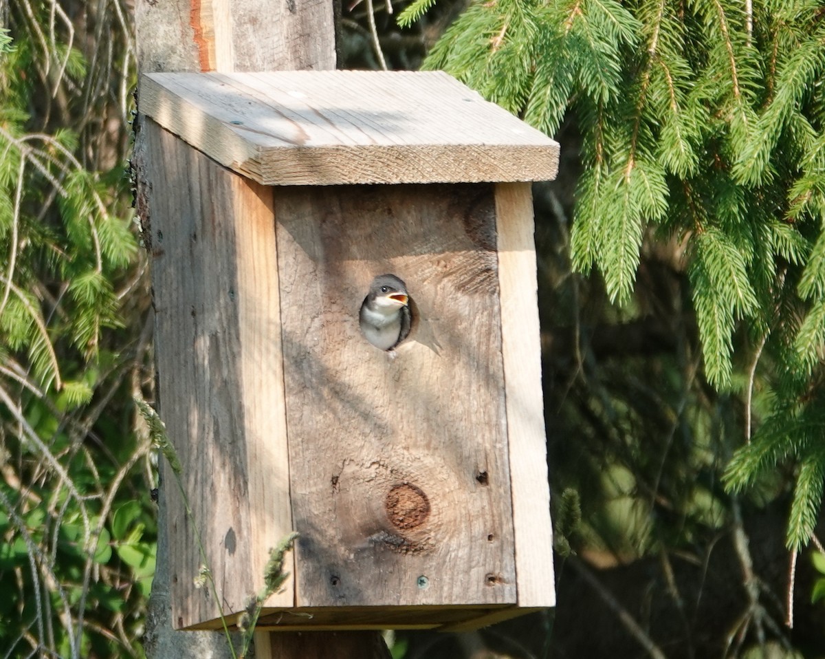 Tree Swallow - ML620618495