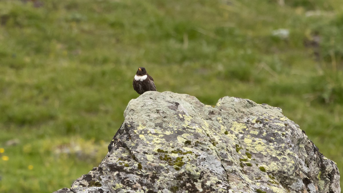 Ring Ouzel - ML620618498