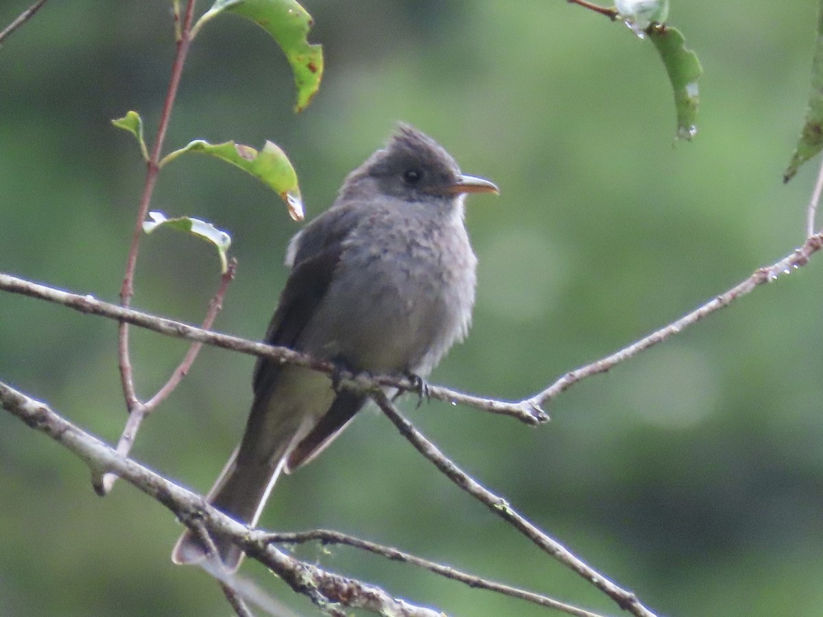 Dark Pewee - ML620618499