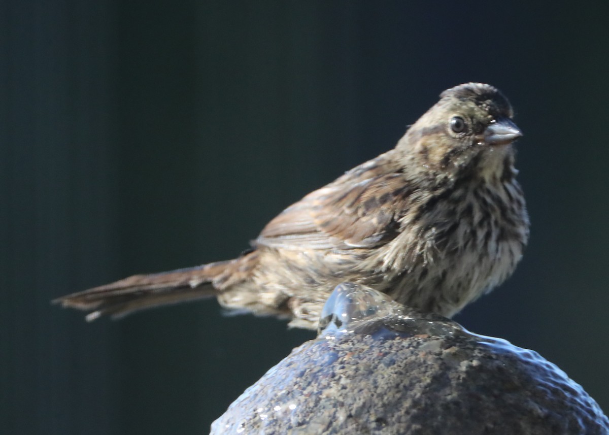 Purple Finch - ML620618501